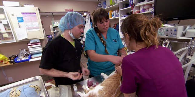 2:00 PM: Dr. Jeff: Rocky Mountain Vet (S1) | Discovery Channel | 3/23 2026