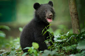 Born to Be Wild: The Moon Bear Cub