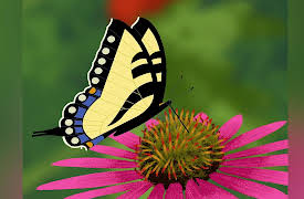 Through the Woods, Season 1: Hiya, Butterfly