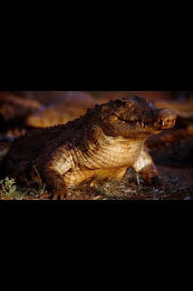 05:15: Predador vs. presa: Cocodrilos | Nat Geo Wild | 2/1 2026