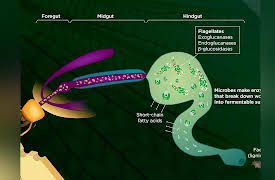 Why Insects Matter: Earth’s Most Essential Species: Insect Recyclers