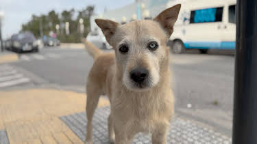 10:10: Glückliche Straßenhunde in Griechenland? | WDR Fernsehen | 4/8 2026