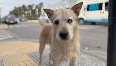 Glückliche Straßenhunde in Griechenland?