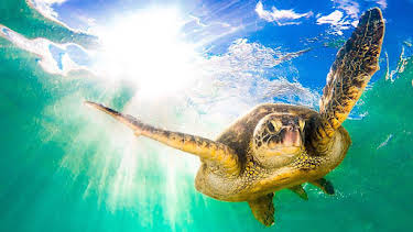 3:30 PM: Earth’s Tropical Islands (S1) | BBC Two | 10/28 2026