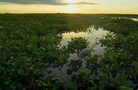 Wildest: Latin America: Pantanal: Brazil's Wild Heart