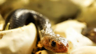 12:00 AM: Snakes In The City | Nat Geo Wild | 1/12 2026