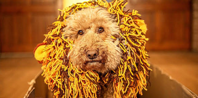 12:40 PM: Waffle's After School Club (S1) | Cbeebies | 1/4 2026