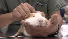 Dr. Jeff: Rocky Mountain Vet (S4 E7)