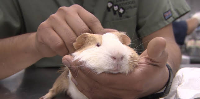 18:00: Lily's Puppy Mill Rescue (S4 E7) (S4) | Animal Planet | 1/27 2026