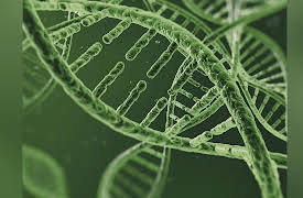 Foundations of Organic Chemistry: DNA and Nucleic Acids