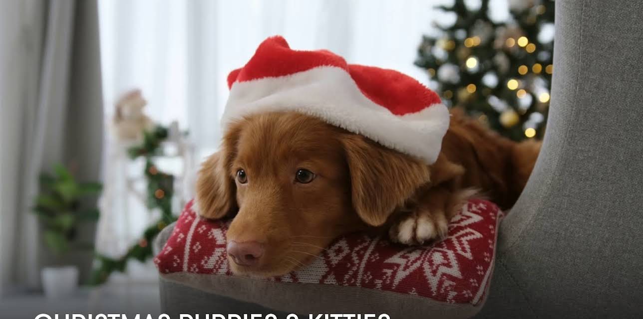 Christmas Puppies and Kitties (2024)