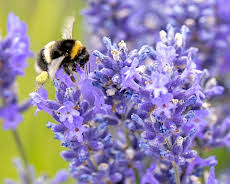 Schnittgut. Alles aus dem Garten