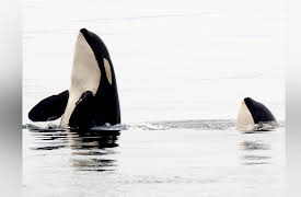 Life in the World's Oceans: Behavior and Sociality in Marine Mammals