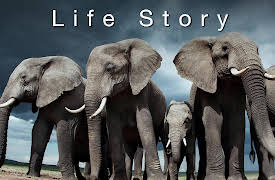 Life Story Season 1: First Steps