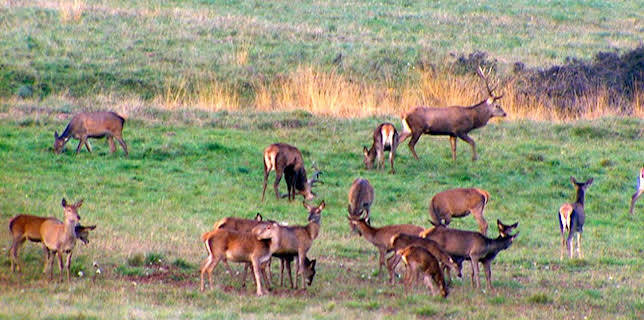 10:45: Gehegt und gejagt - der Hirsch | BR Fernsehen | 11/1 2025