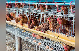 American Farmer: Feed & Livestock