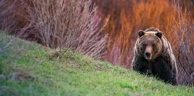 Wild Yellowstone