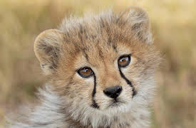 Predator v Prey, Season 1: Cheetah