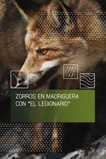 15:10: Zorros en madriguera con el legionario | Caza y Pesca | 8/27 2026