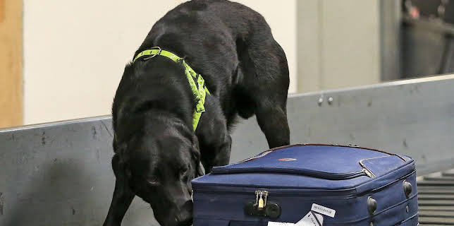 02:55: Border Patrol Ireland - Einsatz an der Grenze | ProSieben Maxx | 1/19 2026