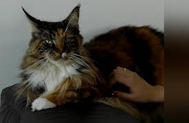 Petchannel Brasil: Renata Palma and Her 18 Cats