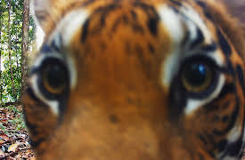 The Wild Ones: Tigers