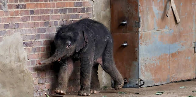 14:25: Elefant, Tiger & Co. | MDR Fernsehen | 11/14 2025