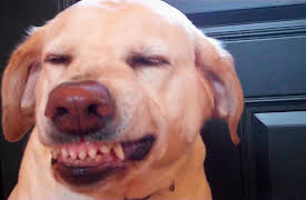 World's Funniest Animals Specials: Halloween