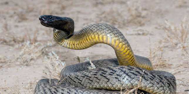 20:55: Australiens Schlangen - Giftig und gefährlich | Arte | 2/26 2026