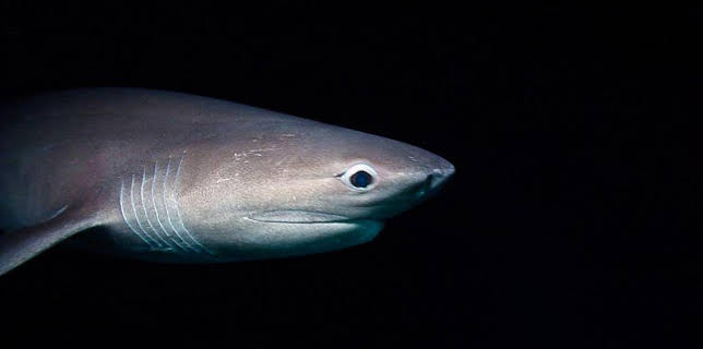 10:00 AM: Shark Bites (S1) | CBBC | 11/10 2025