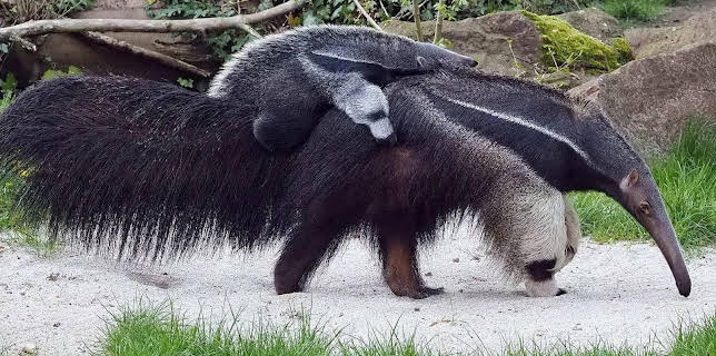 14:25: Elefant, Tiger & Co. | MDR Fernsehen | 11/11 2025