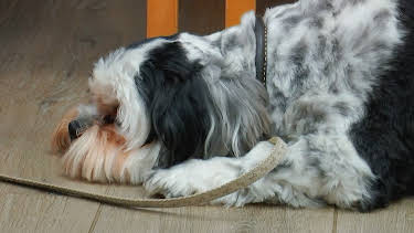 1:00 PM: The Supervet: Noel Fitzpatrick (S7 E4) (S7) | W | 12/27 2025