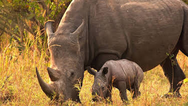 16:30: Erlebnis Erde: Nashörner - Mit Herz und Horn | WDR Fernsehen | 4/19 2026
