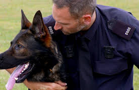 Dog Detectives: Making The Grade