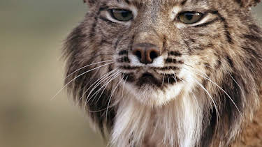 18:35: Unbekanntes Spanien | Arte | 4/21 2026