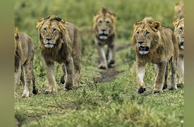 Big Cat Tales  Season 1: Battle on the Plains