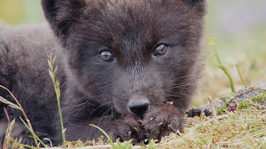 12:05: Abenteuer Wildnis | BR Fernsehen | 10/30 2026