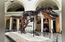 Museum Access: The Field Museum of Natural History
