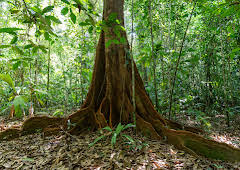 Hoffnungsträger Wald - Können Bäume das Klima retten?