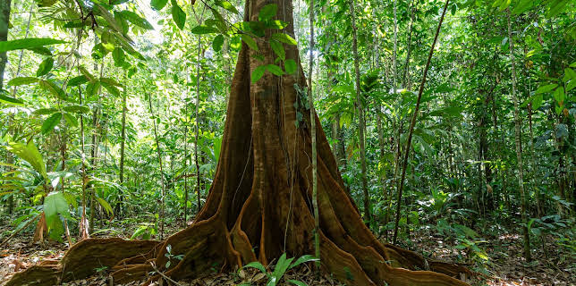 02:15: Hoffnungsträger Wald - Können Bäume das Klima retten? | ZDFinfo | 11/29 2025