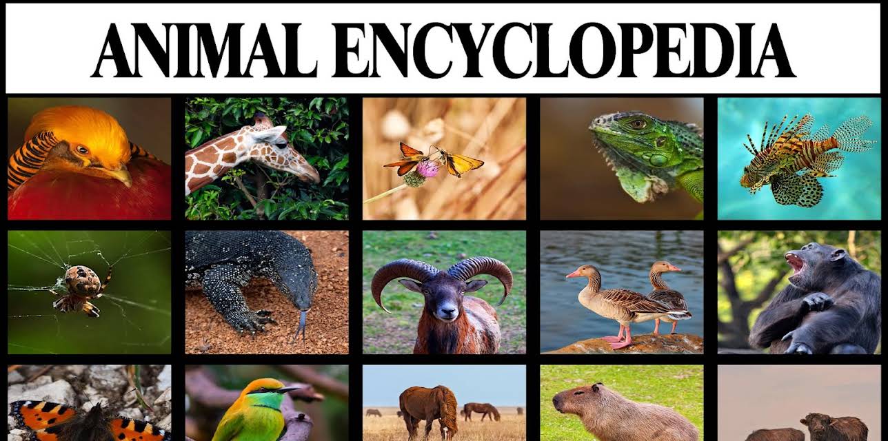 Animal Encyclopedia