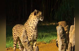 Big Cat Week 2013  Season 1: Man v. Cheetah