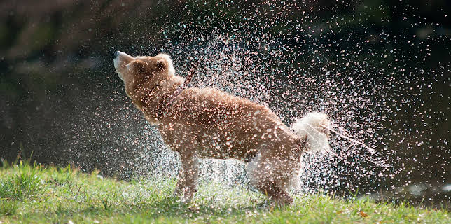 05:15: How Do Animals Do That? (S1 E39) (S1) | Animal Planet | 1/18 2026