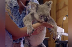 Dodo Heroes: Courage Up Close: Cuddles, Care and Baby Koalas