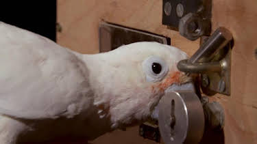 8:30 AM: How Do Animals Do That? (S1) | Discovery Channel | 6/20 2026