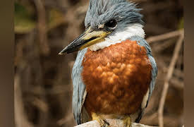 The National Geographic Guide to Birding in North America: From Doves to Kingfishers