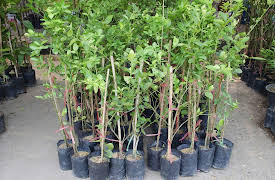 How to Grow Anything: Food Gardening for Everyone: Growing Fruit Trees