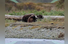 Hooray Hippo: Discover Bears in the USA
