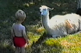 Funniest Pets and People: Season 1: Episode 213