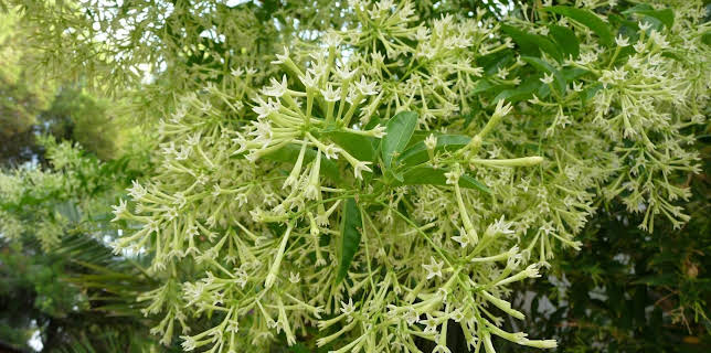 15:30: Schnittgut. Alles aus dem Garten | BR Fernsehen | 2/11 2026